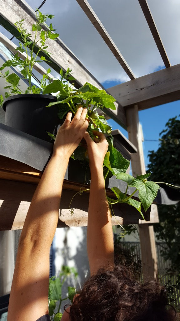 A Friend Harvests a Cuc