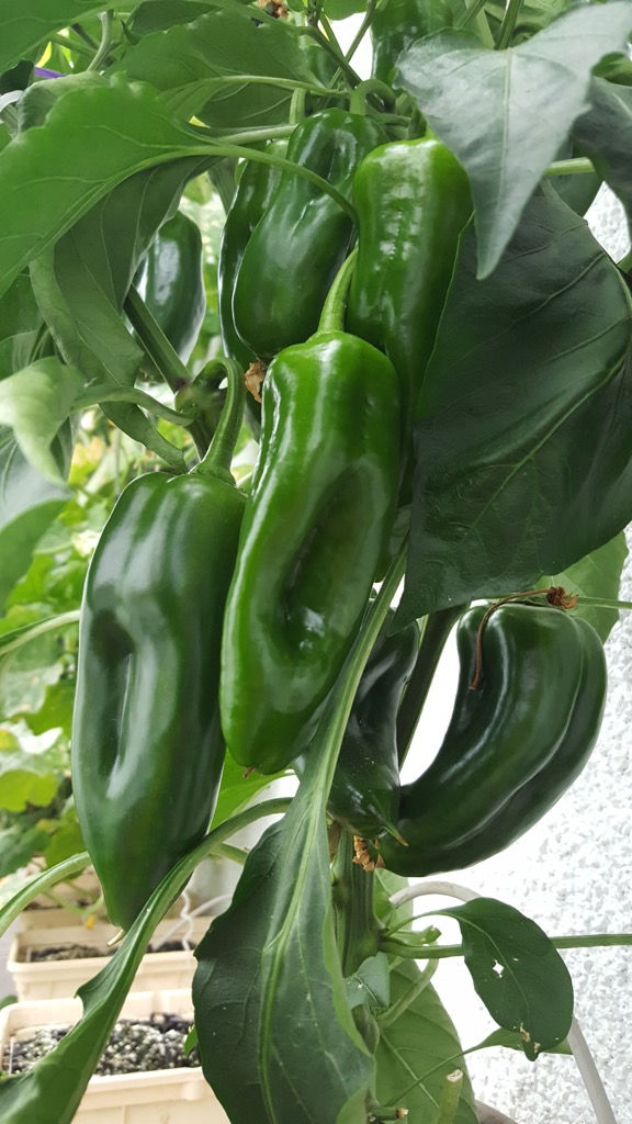Matured Peppers