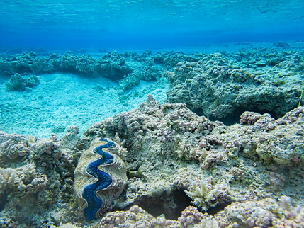 GC Sea Grant 4_edited.png
