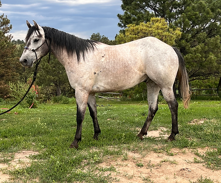 Gelding