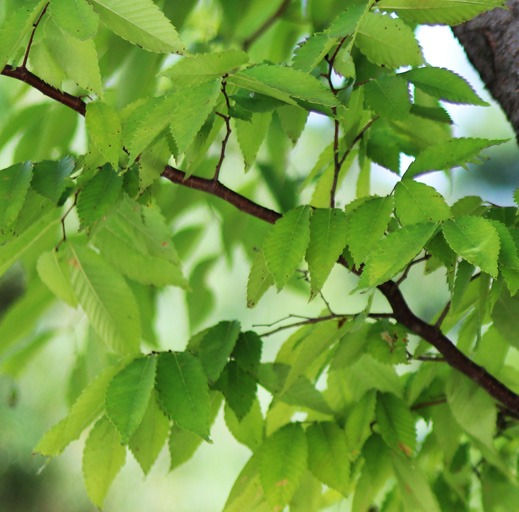 zelkova