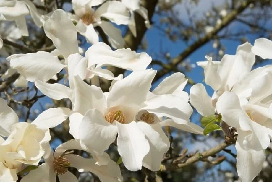 Magnolia kobus