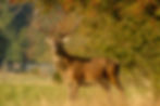 DIE HOHE JAGD