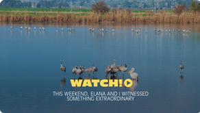 WATCH! This weekend, Elana and I witnessed something extraordinary 🦜