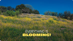 Everything is blooming!