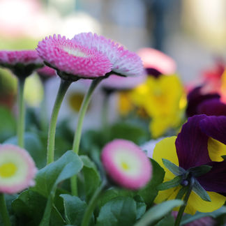 a pink flower with a yellow center is surrounded by other flowers