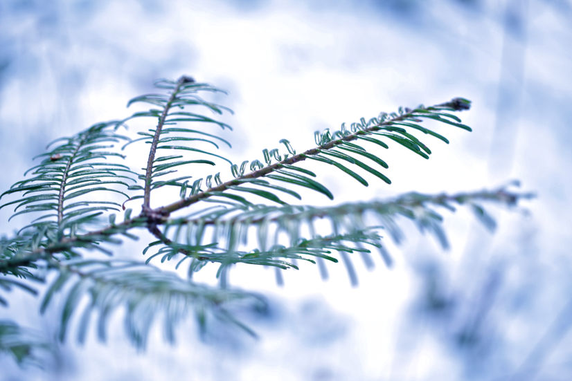 a close up of a tree branch with a blue sky in the background