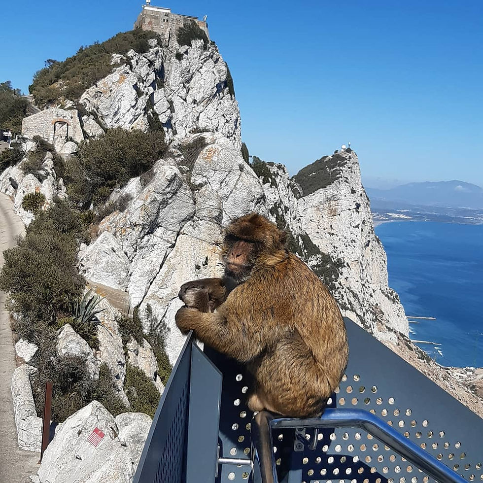 Rock Tours - Destination Gibraltar