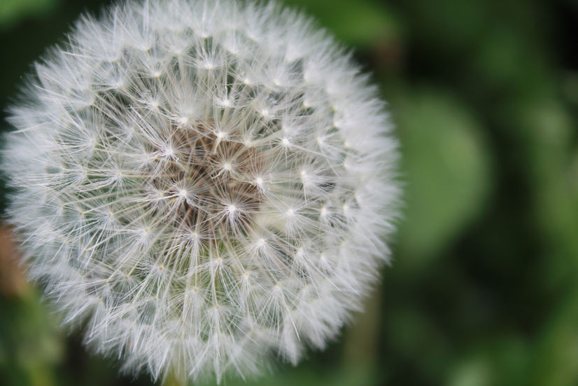 a close up of a dandelion with a green background