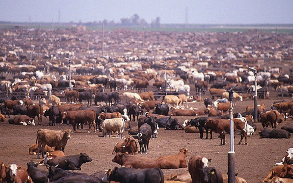 many thousands of cows cramped together in a field