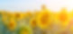A beautiful field of sunflowers against the sky in the evening light of a summer sunset Su