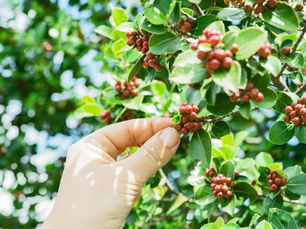 Kahii offers specially roasted coffee beans in Sydney