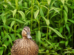 P1140519-01.jpeg