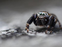 spider edit 1.jpg