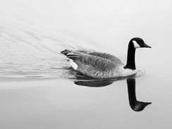 goose.jpg