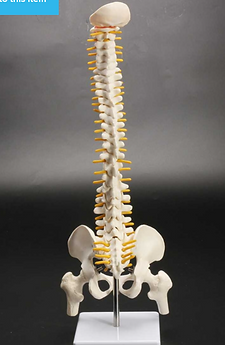 spine.png