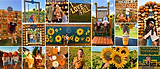 Fall FB header (3).png