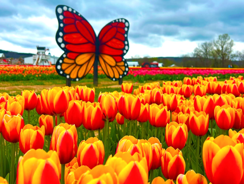 Tulip Festival at Rivercrest Orchard Fayetteville, AR