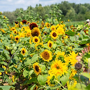 DeBucks_Sunflowers_2025-018.jpg