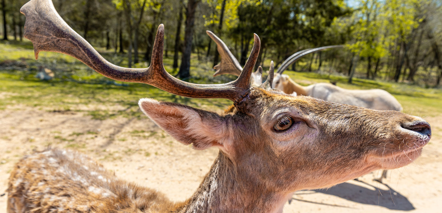 Deer in the Drive-thru Safari
