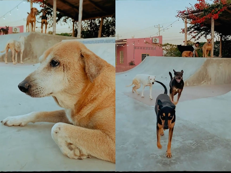 Buy Pacific Oasis shirts to save dogs
