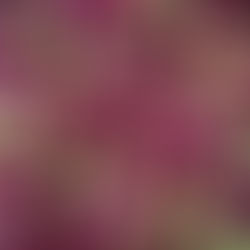 ברוך המבדיל בין קודש לחול