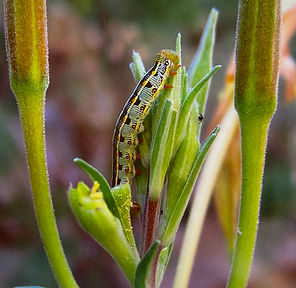 Zebra Caterpillar Chris Dillon.jpeg