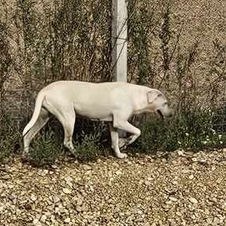 Hündin sucht Zuhause