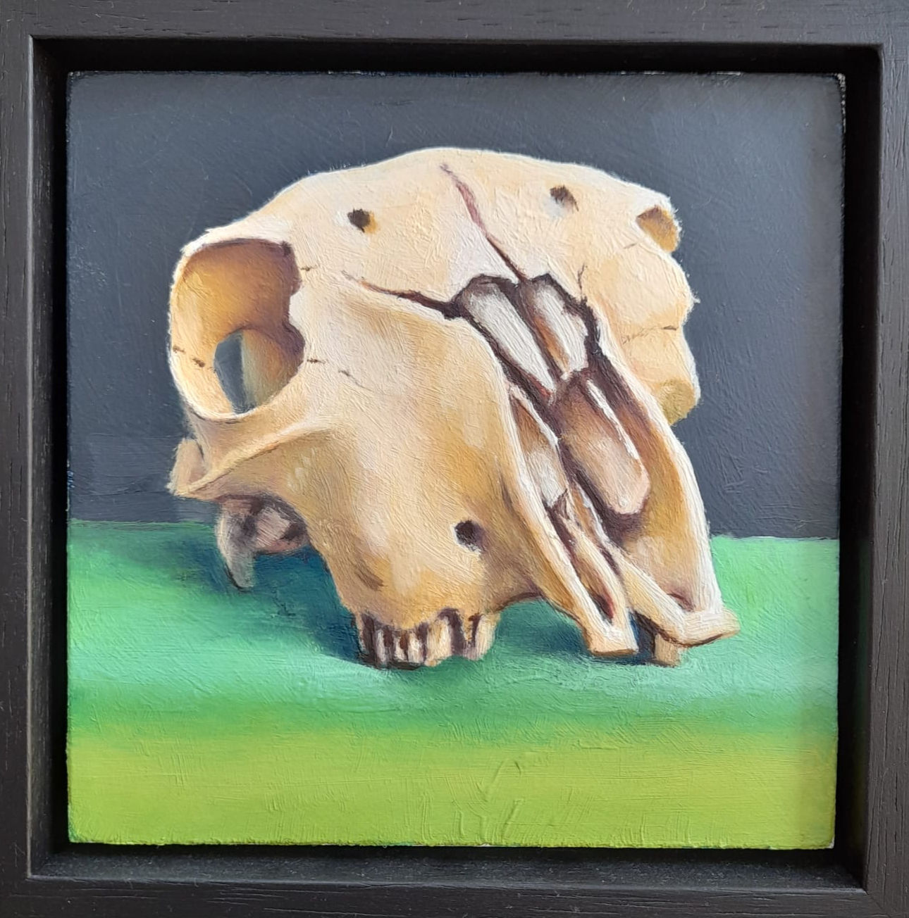 Sheep Skull