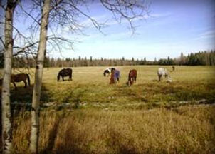 Horses