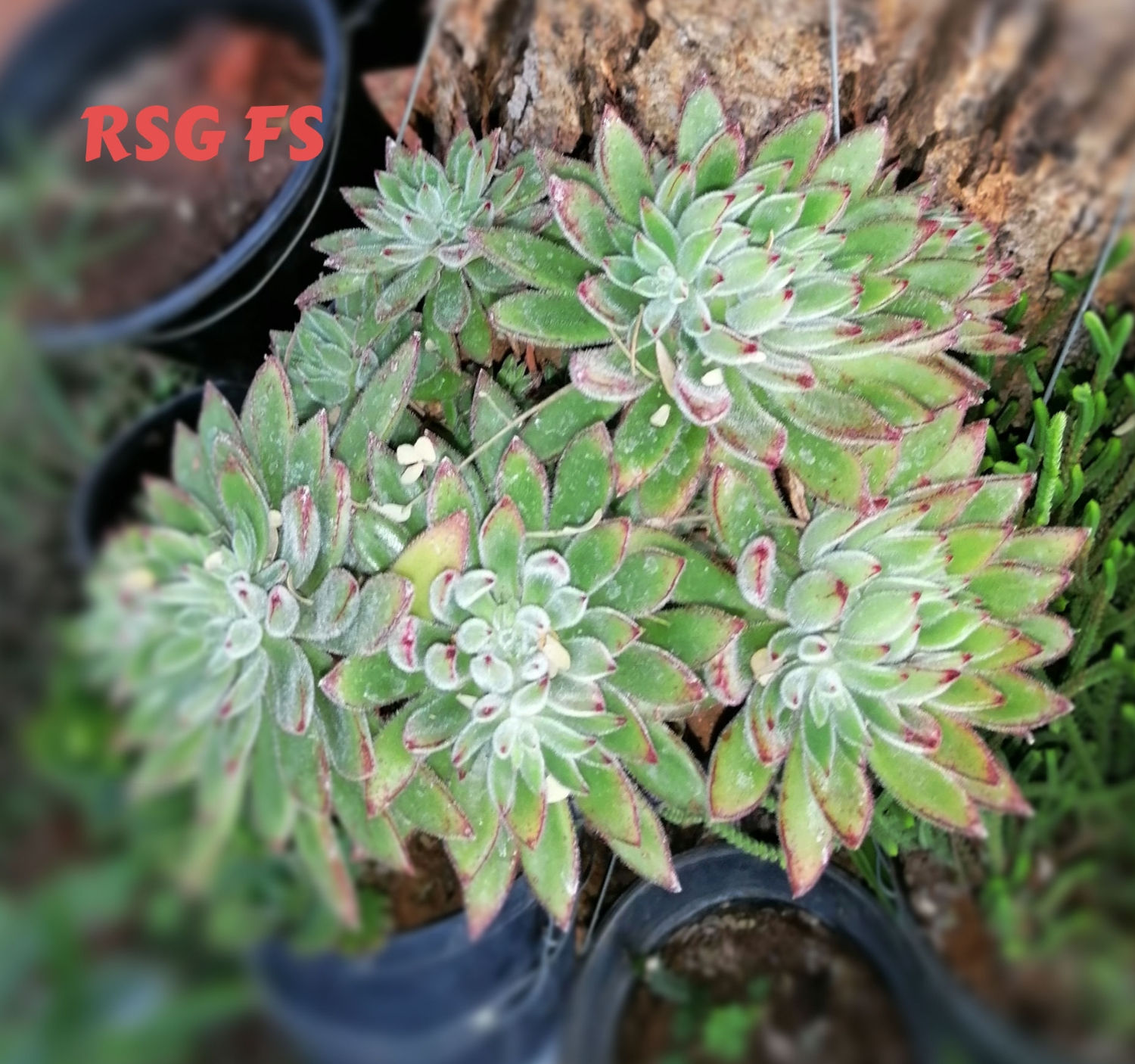 Echeveria setosa