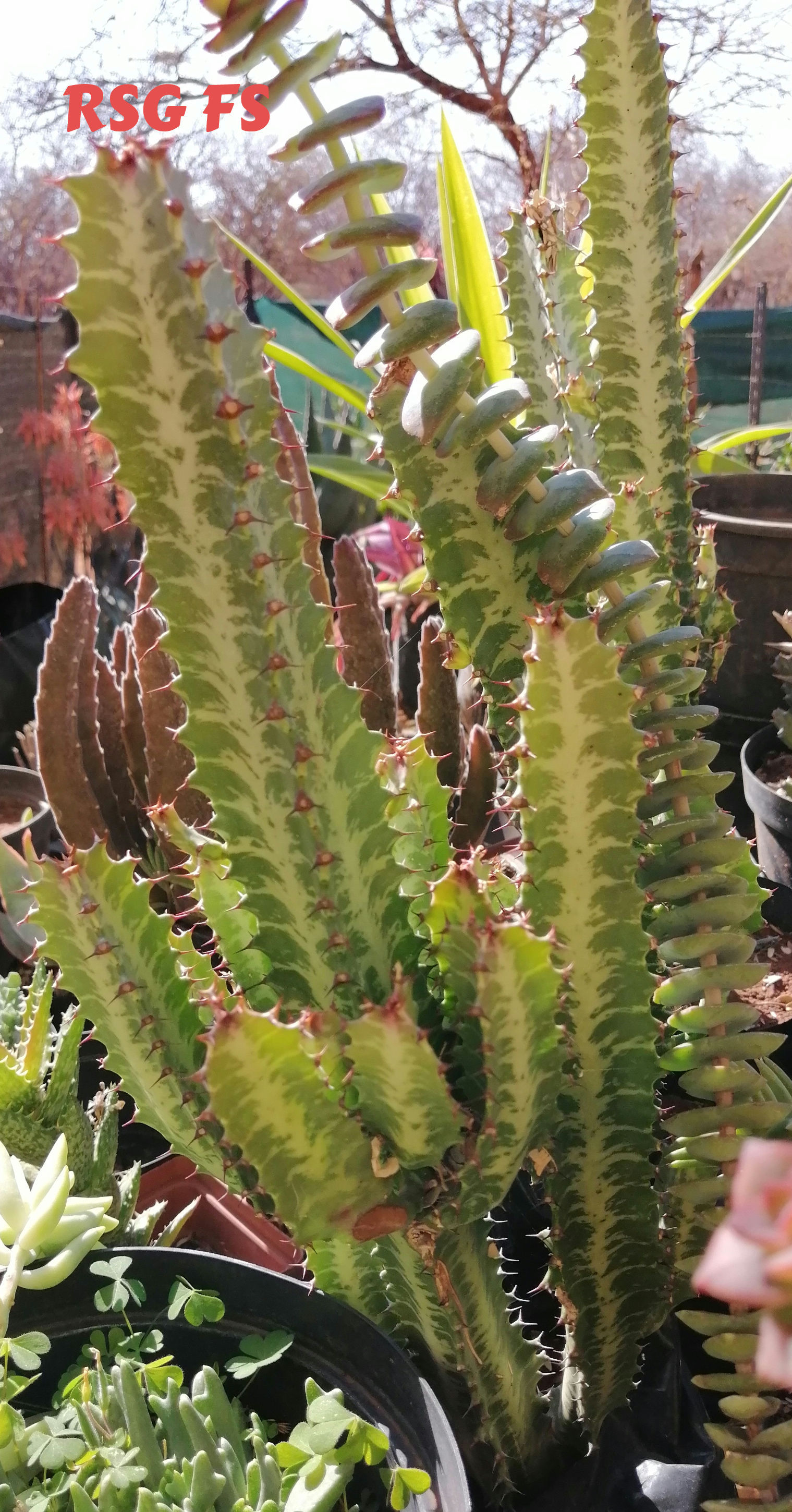 Euphorbia Trigona
