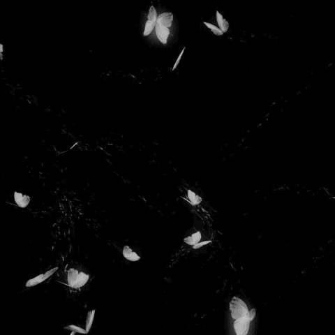 17a1a888-5f46-485c-ba1c-1bd79108252f_879f678528ab50af773867a936961a14.gif