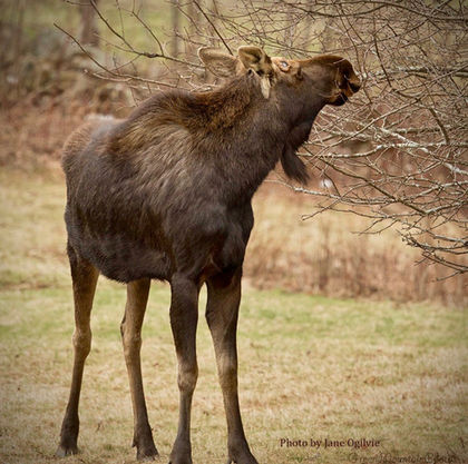 moose1.jpeg