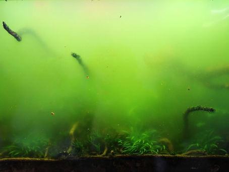 Dealing with Algae and Issues in Your Aquarium: Common Problems and Quick Fixes