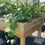 Thumbnail: 20'x24' GH AND AQUAPONICS