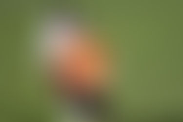 Fennec Fridays: Dynamo, Dash signings and SheBelieves Cup call-ups (Week of 3/1)