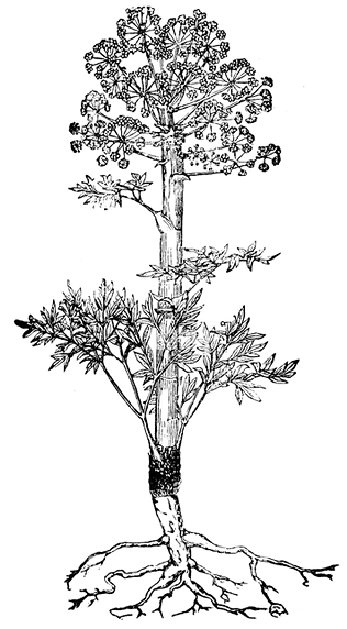 ferula-or-assa-foetida-is-a-herbaceous-f