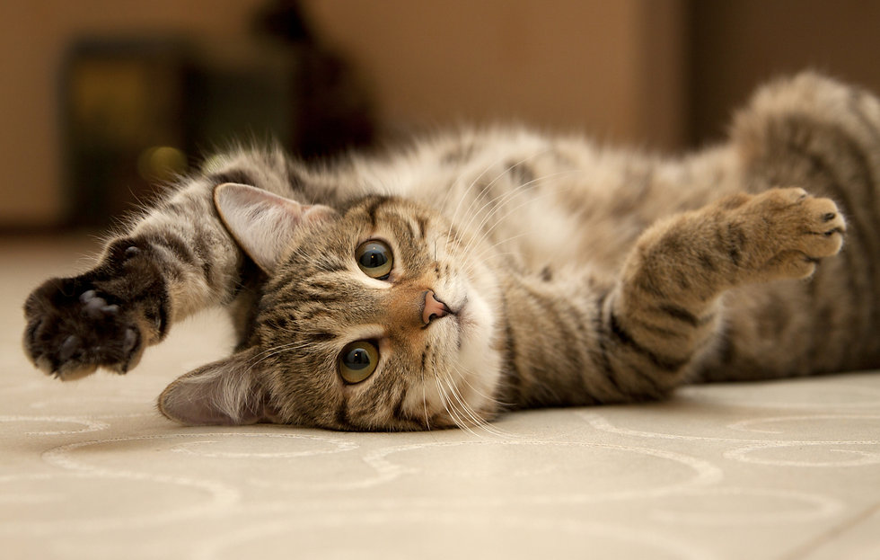 cat.jpeg