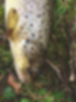 fullsizeoutput_3f65.jpeg