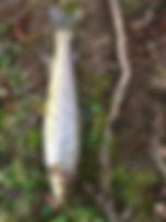 fullsizeoutput_3f66.jpeg