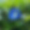 Miniature : Thé bleu pois papillon clitoria ternatea terra