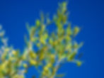 olive-tree-on-a-bright-sunny-day-2026-03-19-03-54-29-utc.jpg
