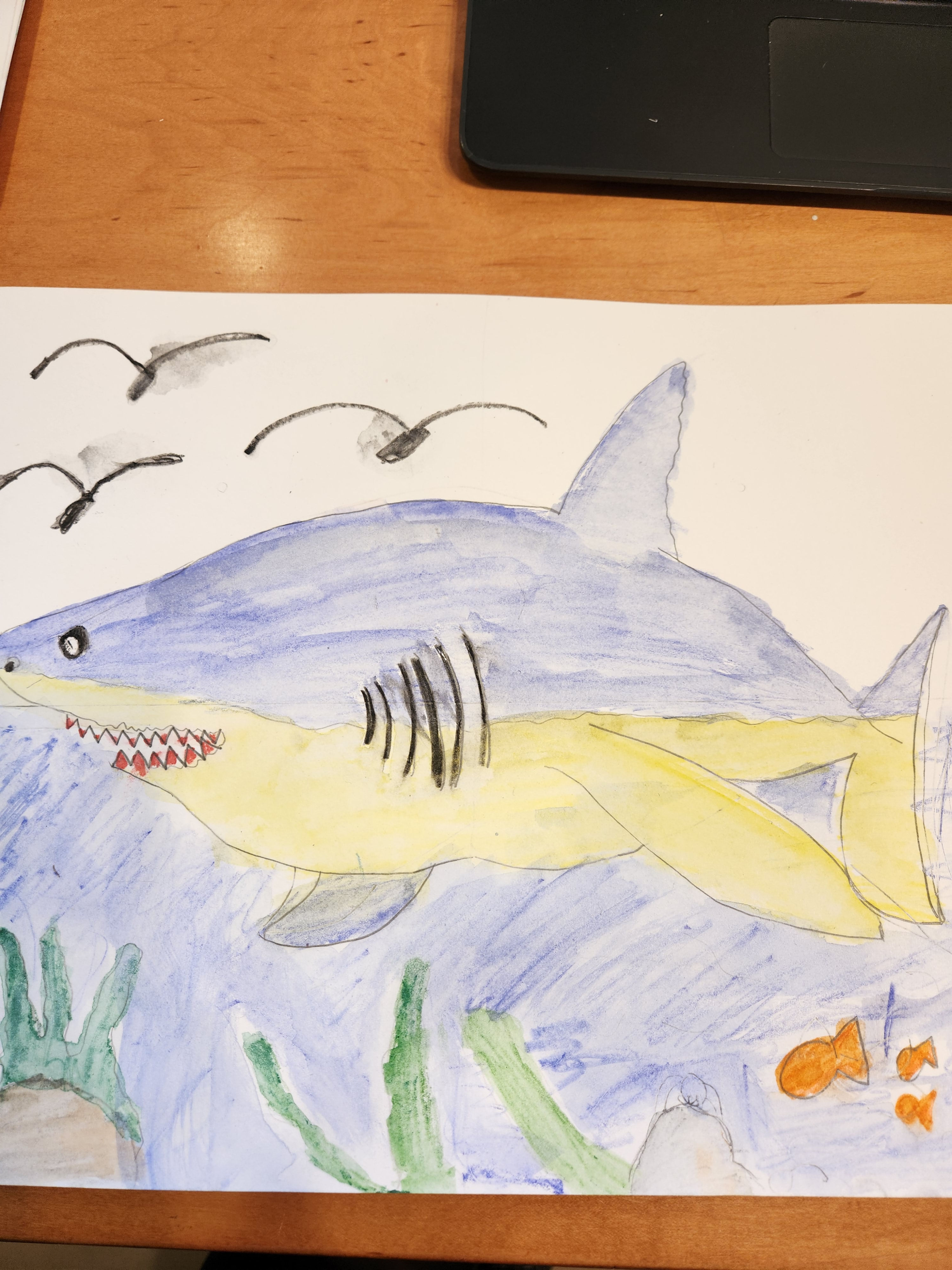 Nova Atwin - "The Shark"