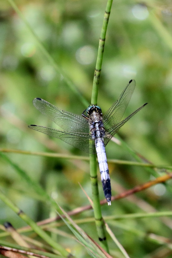 Crédit Photo : Jean Lesourd