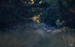 Brame du cerf - Gâvre - 19 septembre 2026