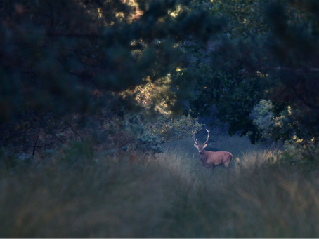 Brame du cerf - Gâvre - 19 septembre 2026