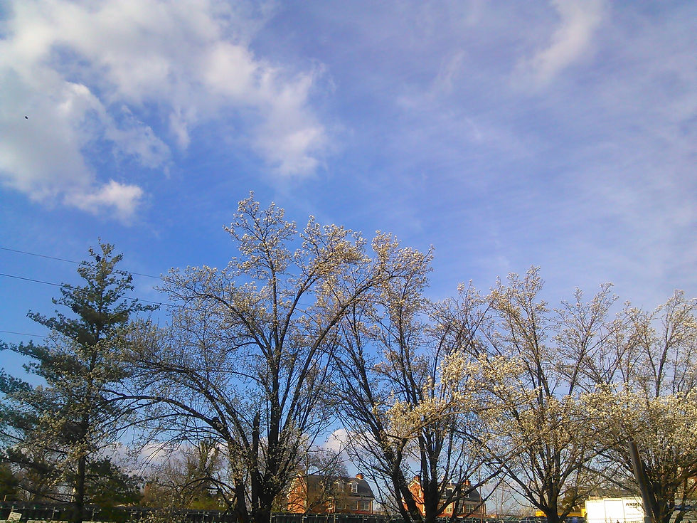 Cherry Blossoms