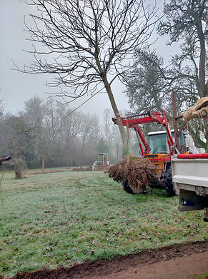 Plantation d'arbres (gros sujets)