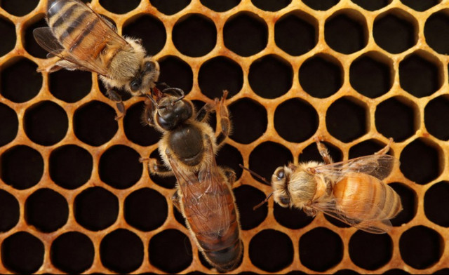 What Happens When The Bee Queen Dies In The Hive What Happens When The Bee Queen Dies In The Hive